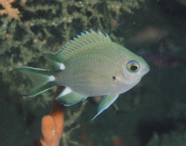 Chromis trialpha